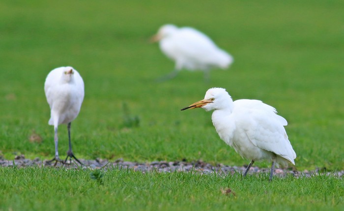 Cattle Egret