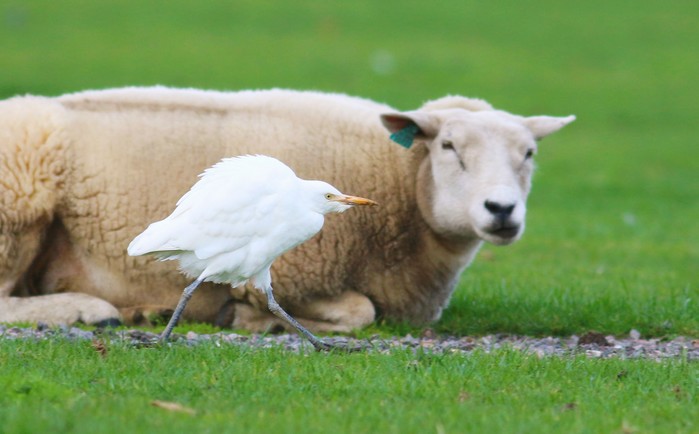 Cattle Egret