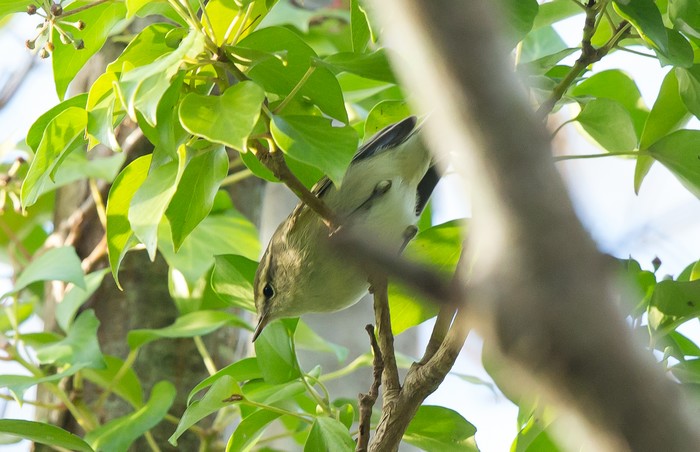 Hume's Warbler