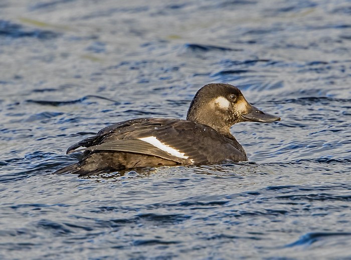 Velvet Scoter