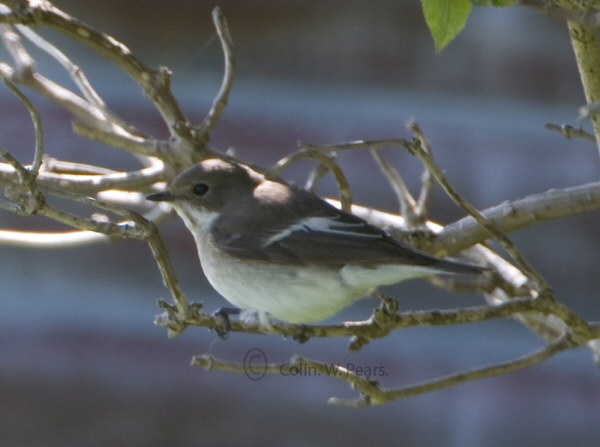 Pied Flycatcher