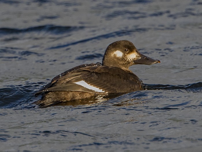 Velvet Scoter
