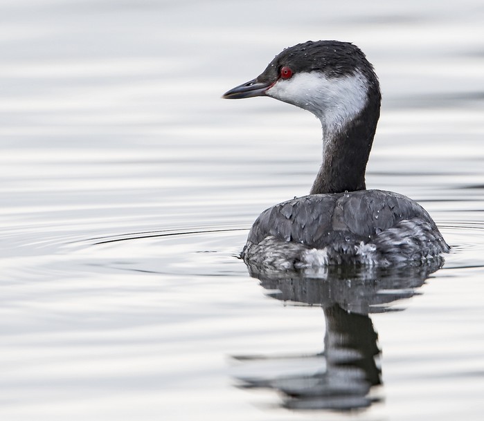 Slavonian Grebe
