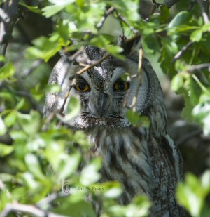 Long-eared Owl