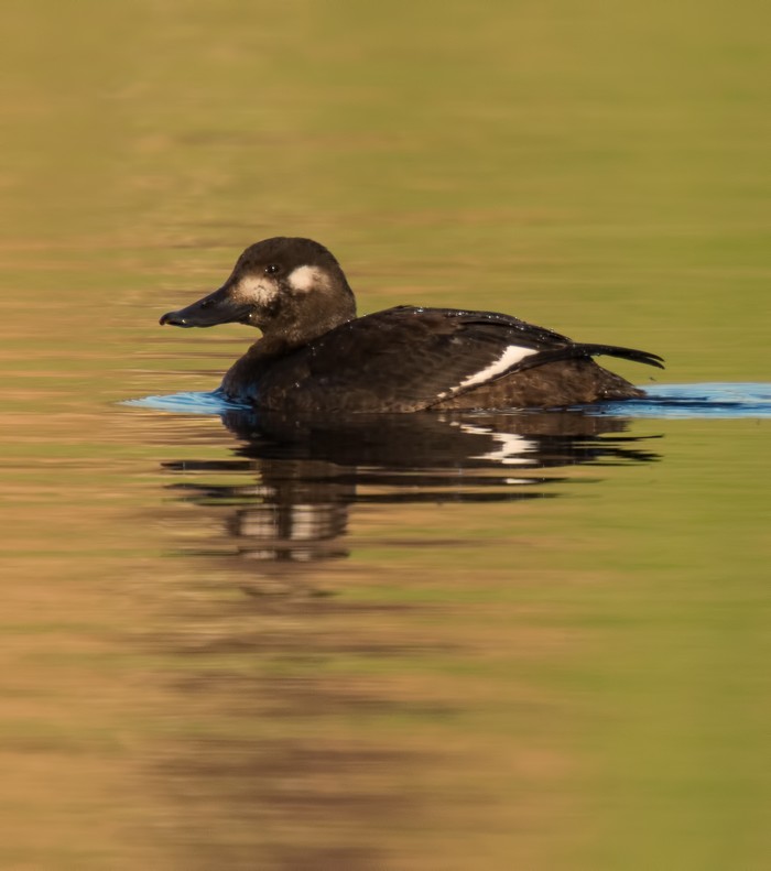 Velvet Scoter