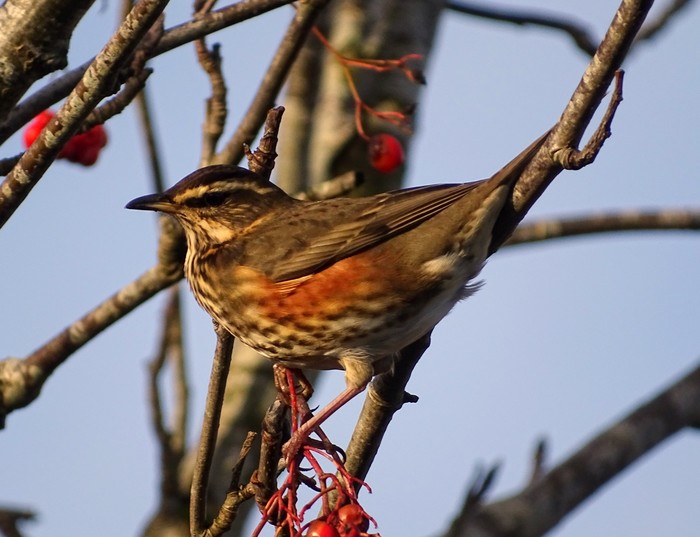 Redwing