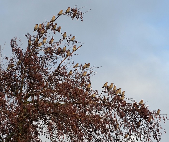 Waxwing