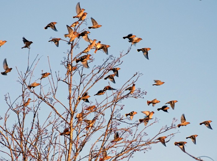 Waxwing