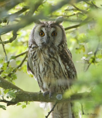 Long-eared Owl