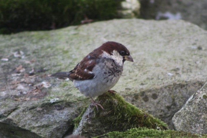 ? Sparrow