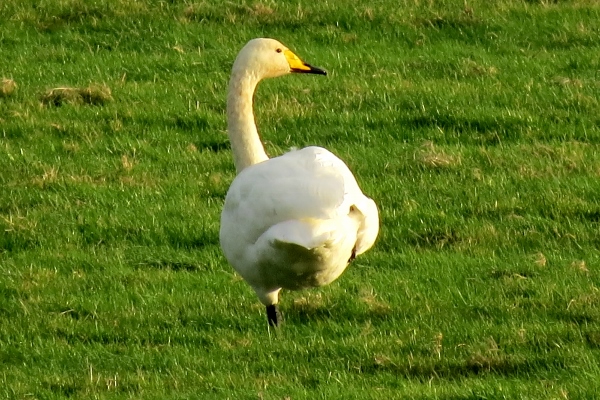 Whooper Swan