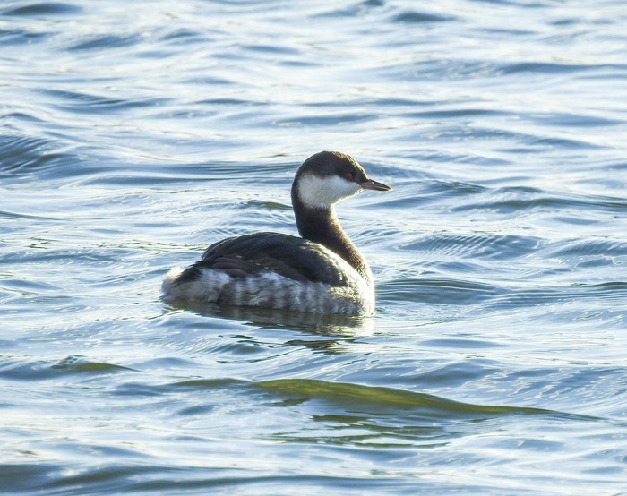 Slavonian Grebe