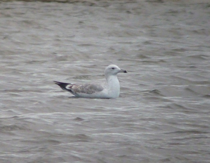 Caspian Gull