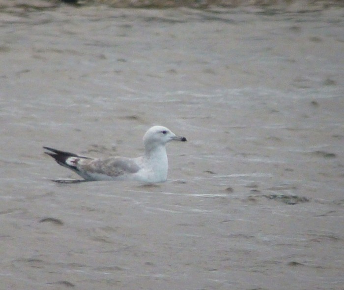 Caspian Gull