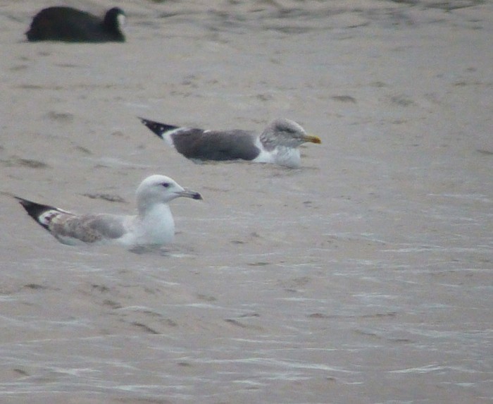 Caspian Gull