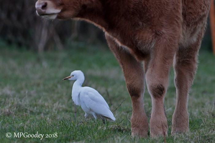 Cattle Egret