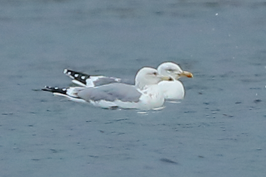 Caspian Gull