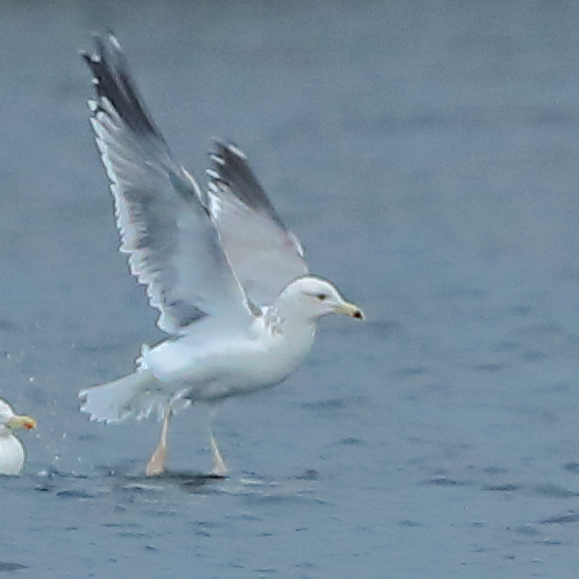 Caspian Gull