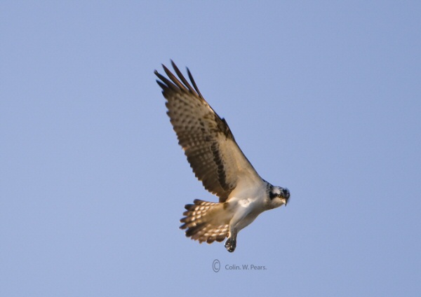 Osprey