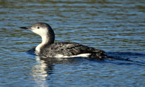 Black-throated Diver