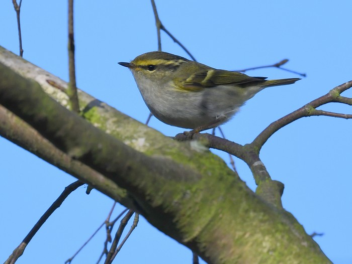 Pallas's Warbler