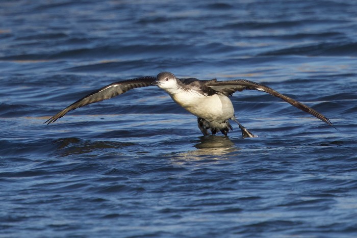 Black-throated Diver