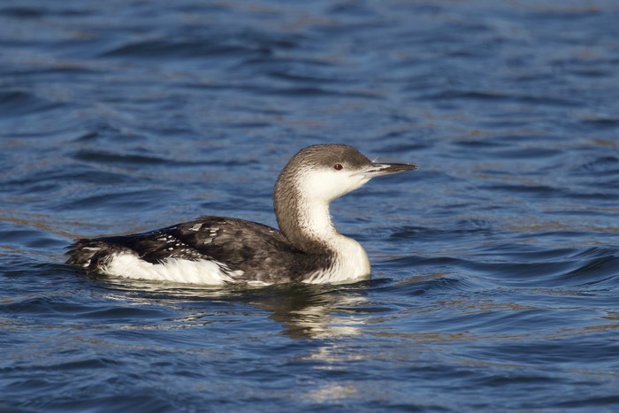 Black-throated Diver