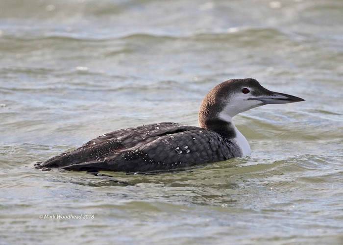 Great Northern Diver