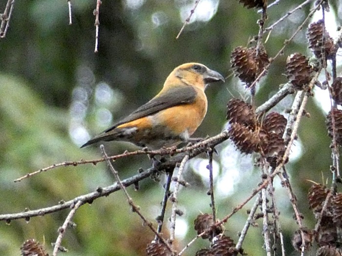 Crossbill