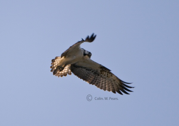 Osprey