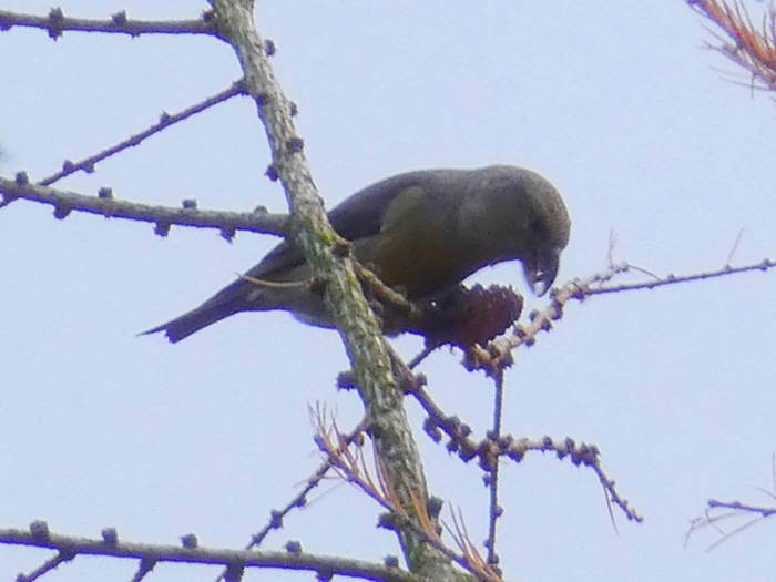 Crossbill