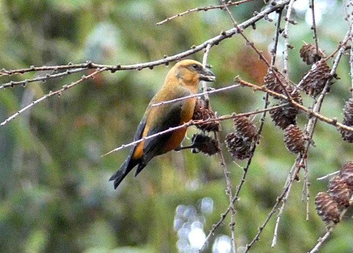Crossbill