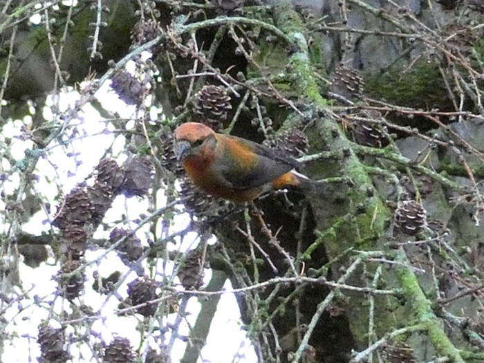 Crossbill