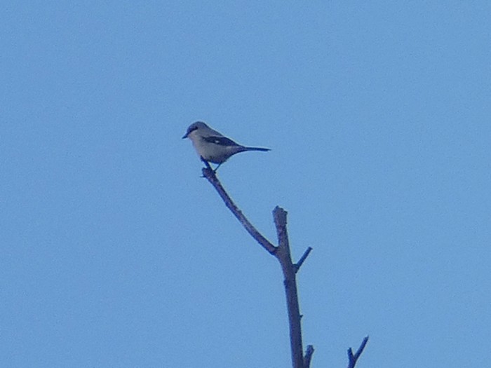 Great Grey Shrike