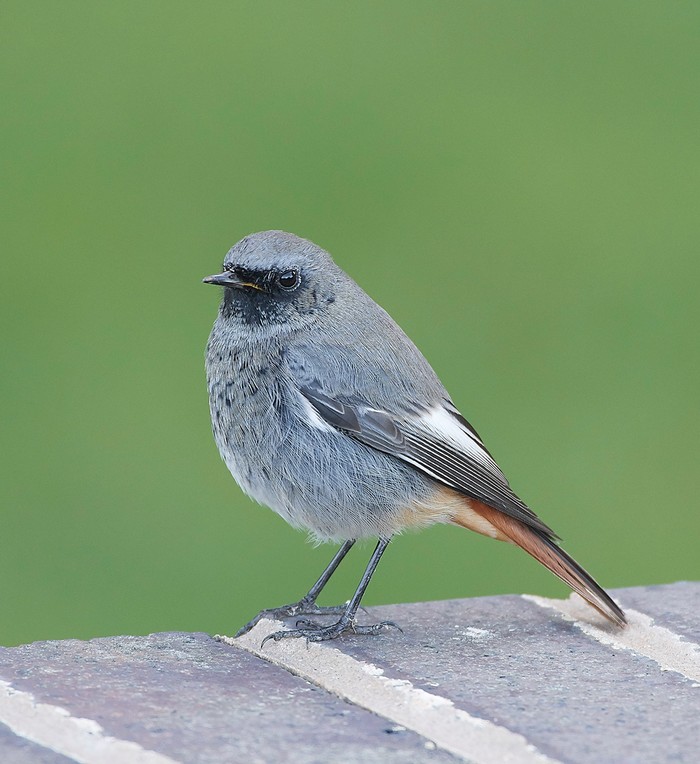 Black Redstart