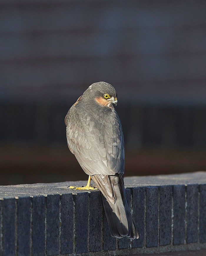 Sparrowhawk