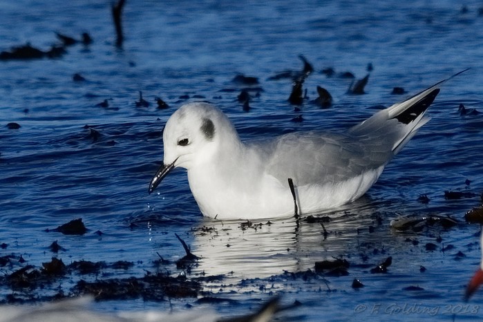 Bonaparte's Gull