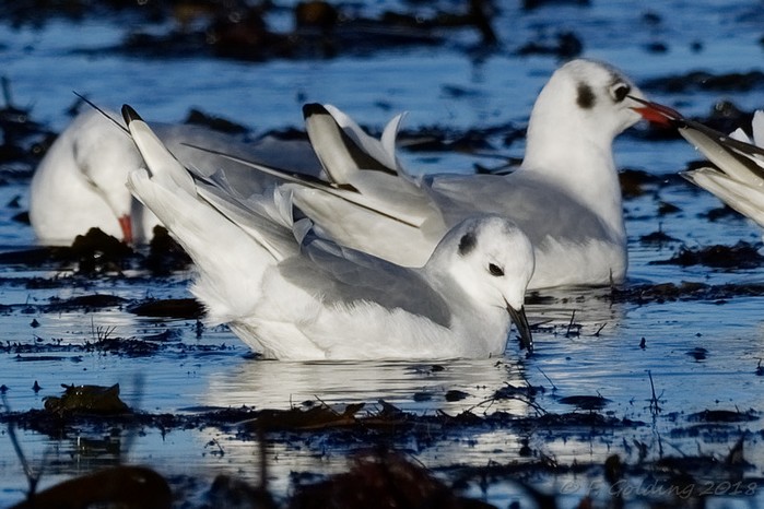 Bonaparte's Gull
