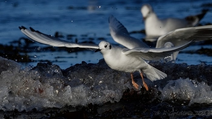 Bonaparte's Gull