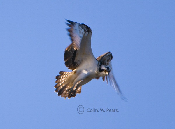 Osprey