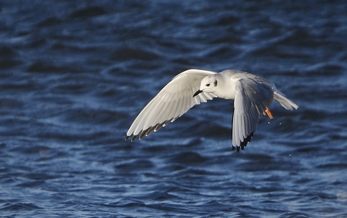Bonaparte's Gull