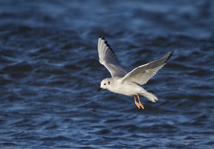 Bonaparte's Gull