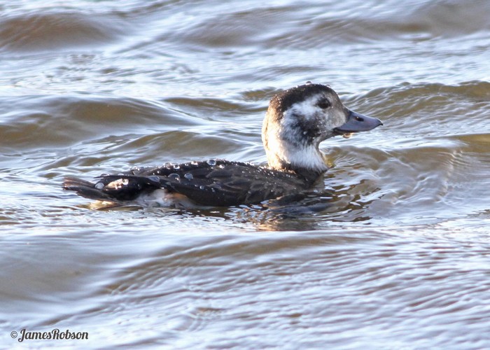 Long-tailed Duck