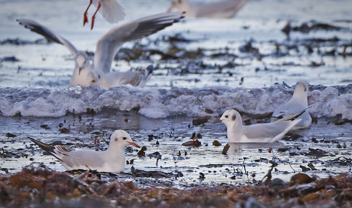 Bonaparte's Gull