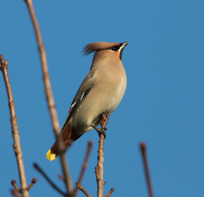 Waxwing