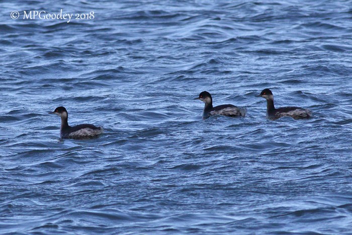 Black-necked Grebe