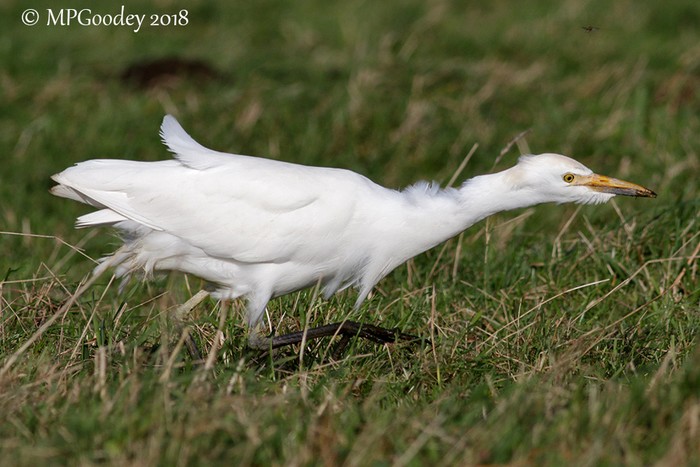 Cattle Egret