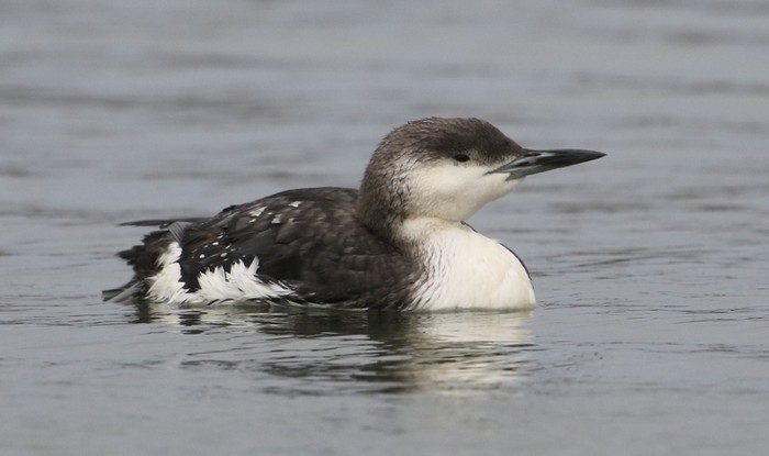 Black-throated Diver