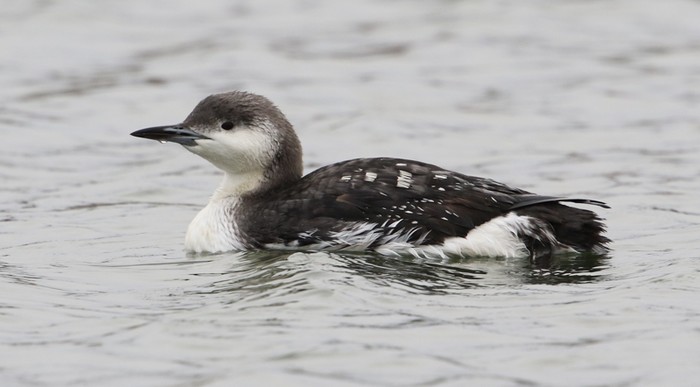Black-throated Diver