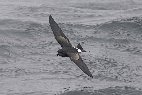 Wilson's Petrel